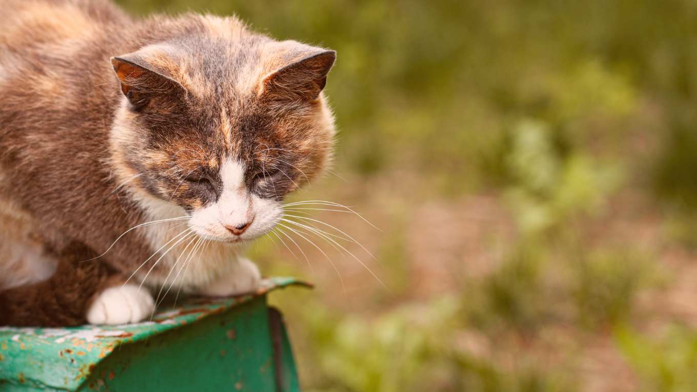 Cat Image