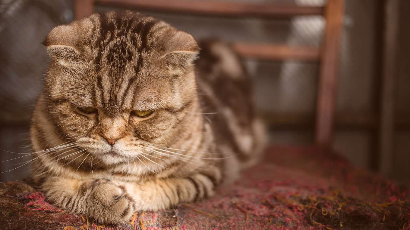Cat Image