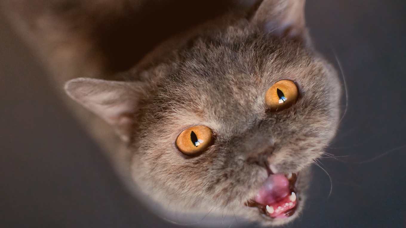 Cat Image