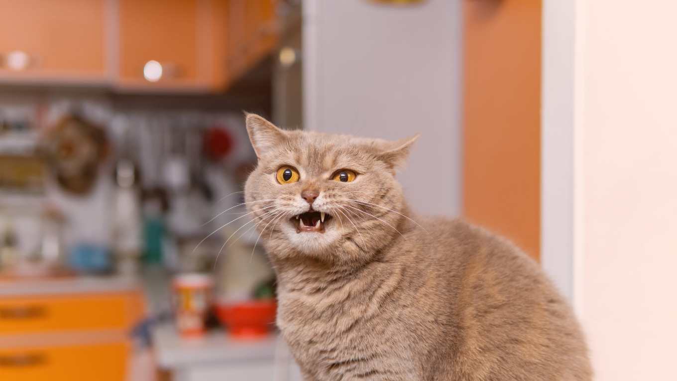 Cat Image