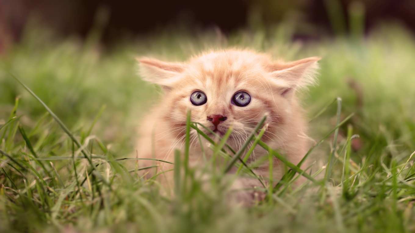 Cat Image