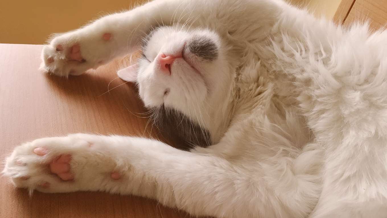 Cat Image