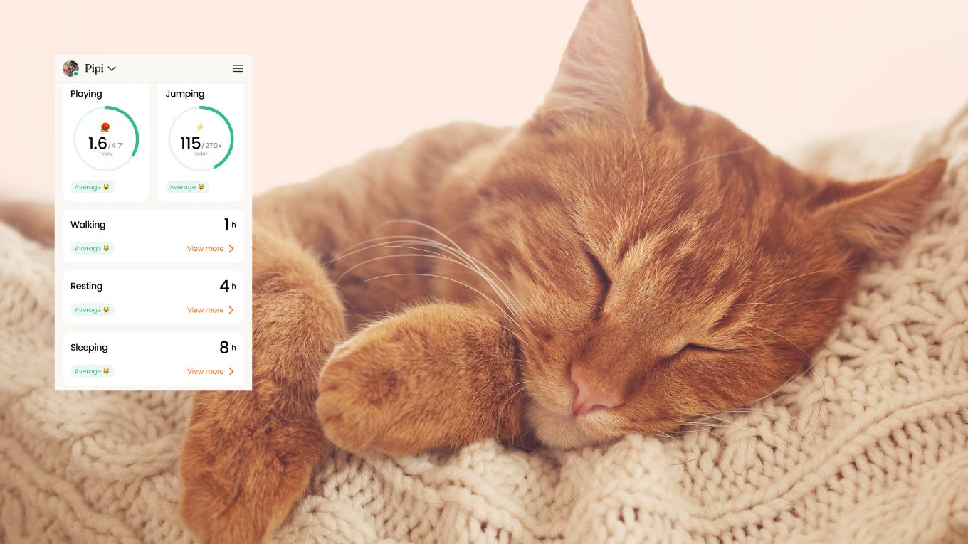 Cat Image