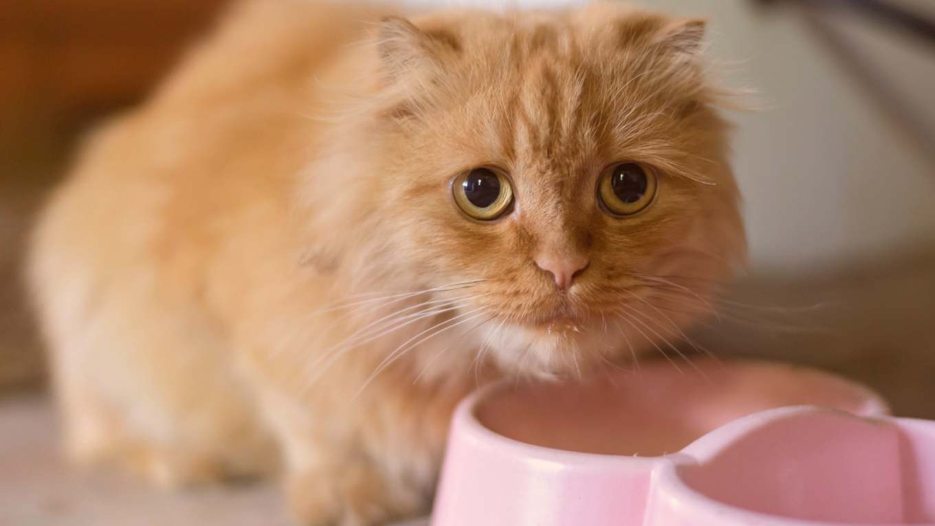 Cat Image