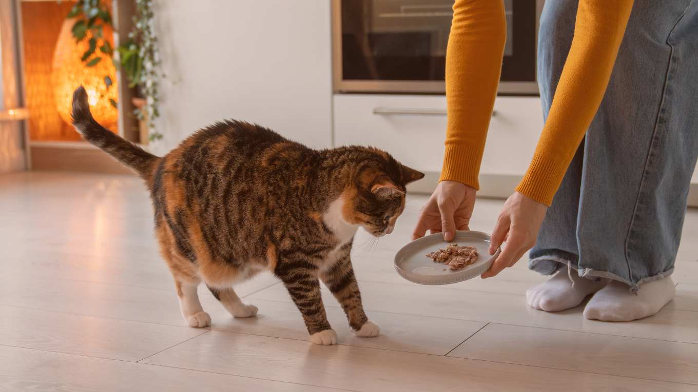Cat Image