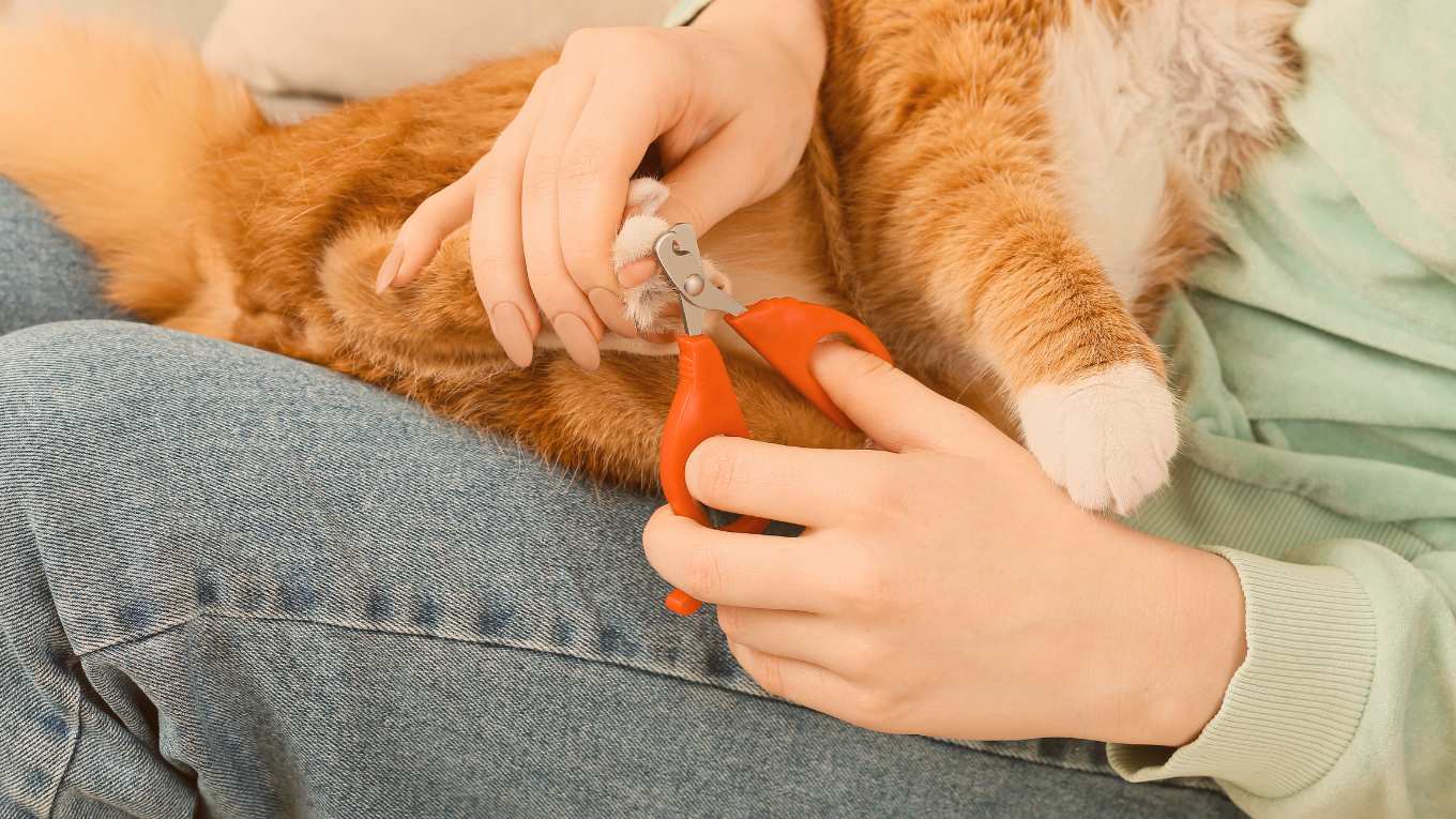 Cat Image