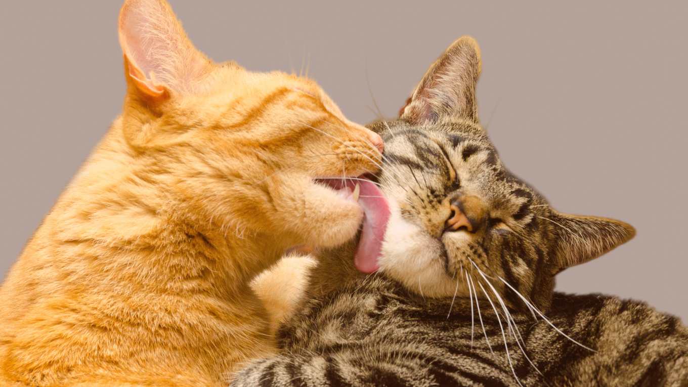 Cat Image