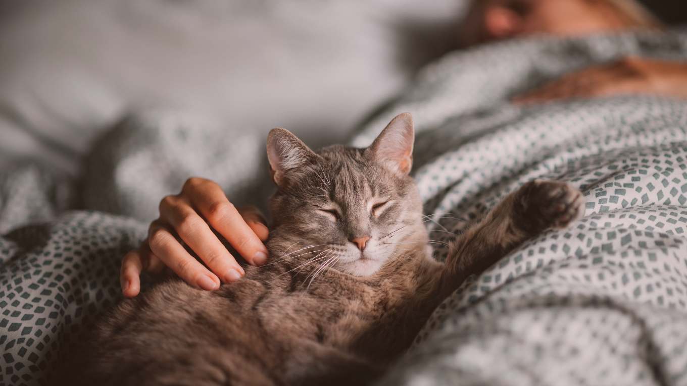 Cat Image