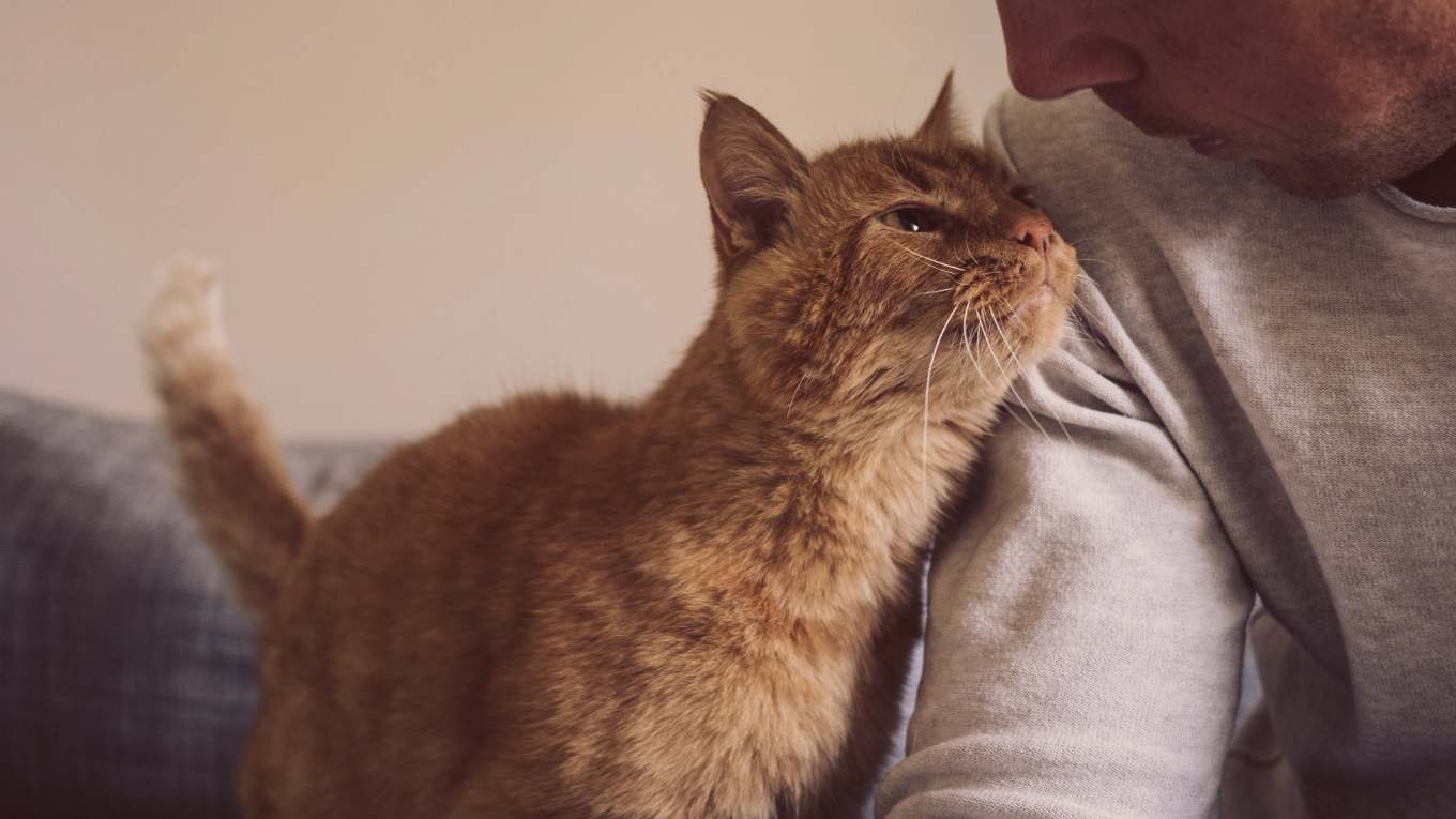 Cat Image
