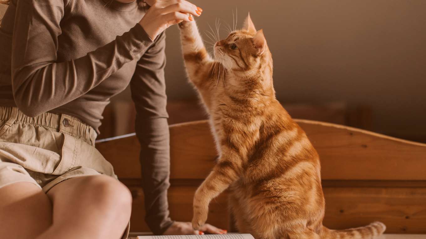 Cat Image