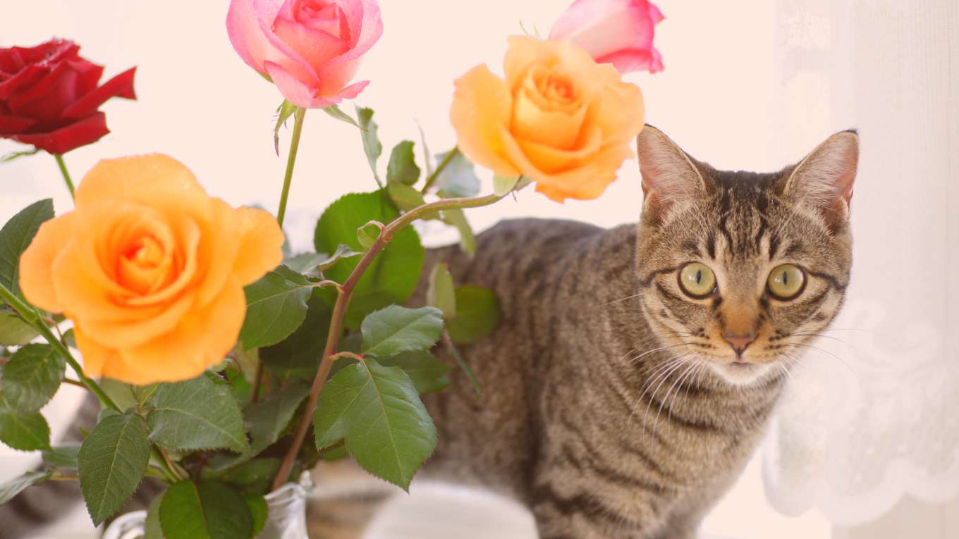 Cat Image