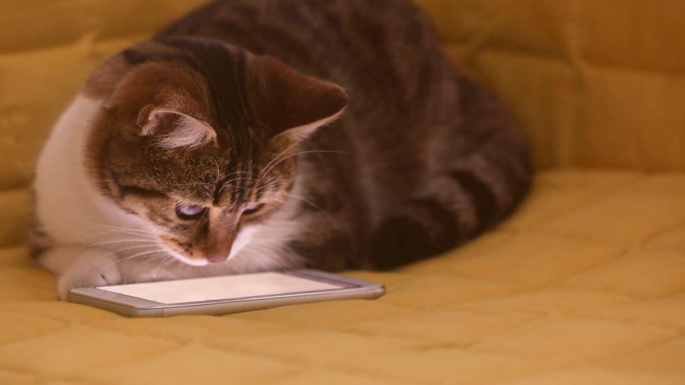 Cat Image