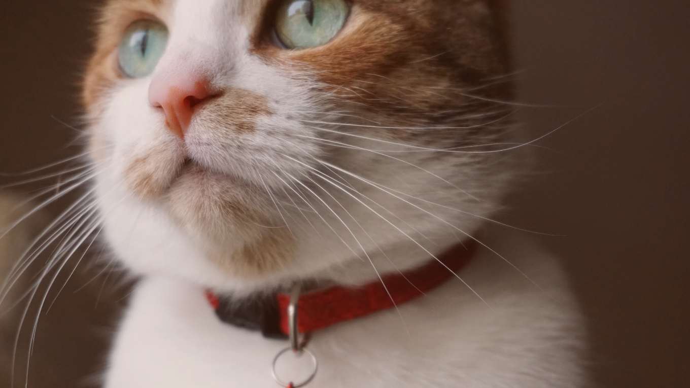 Cat Image