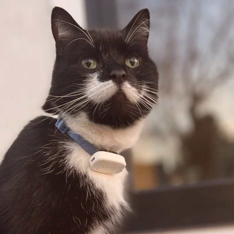 Cat Image