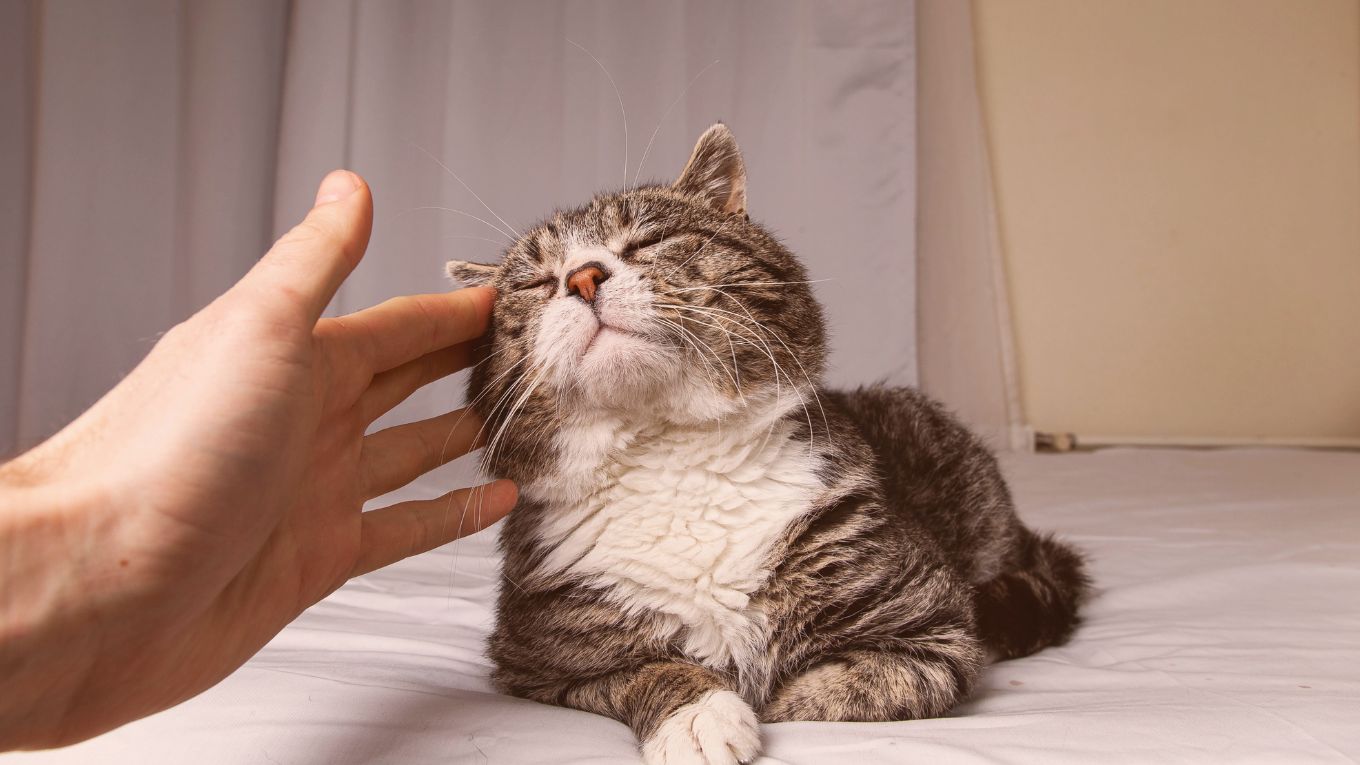 Cat Image
