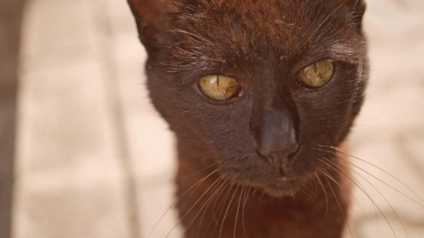 Cat Image