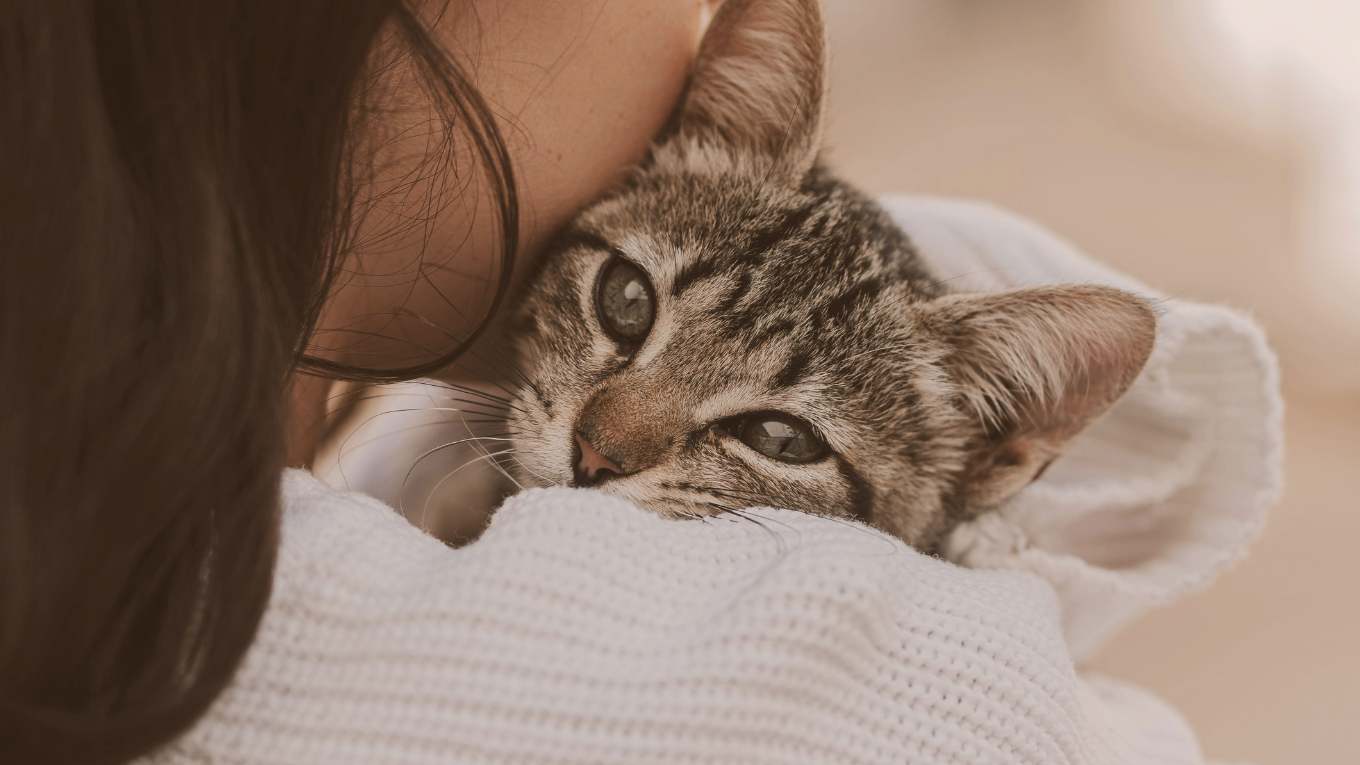 Cat Image