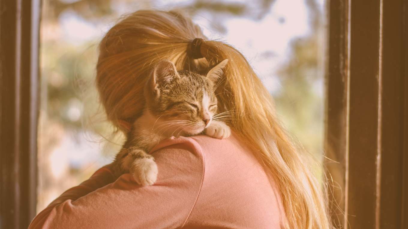 Cat Image