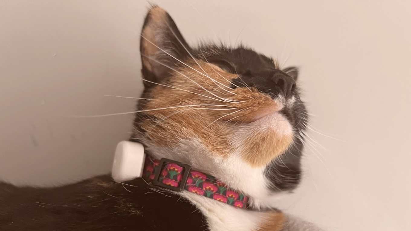 Cat Image