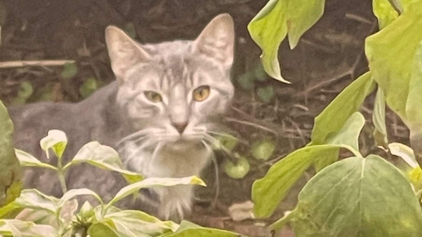 Cat Image