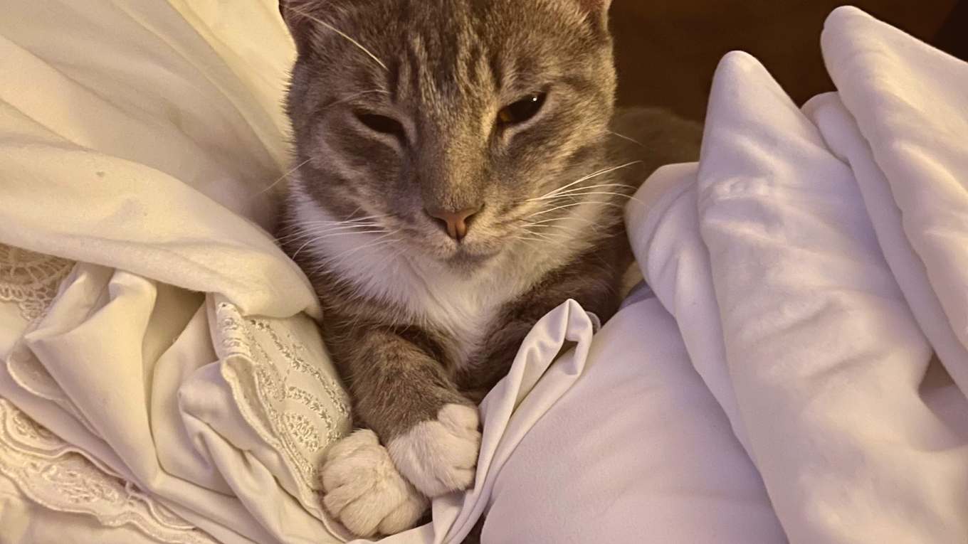 Cat Image