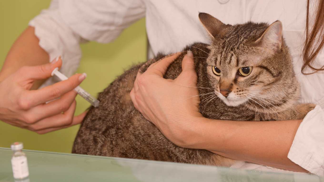Cat Image