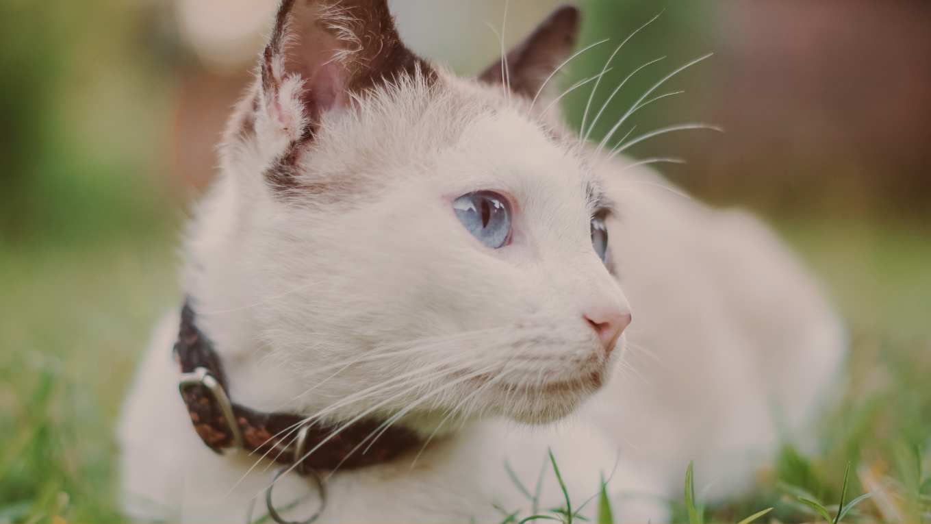 Cat Image