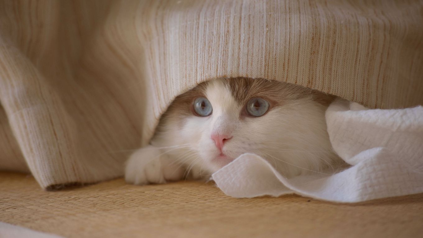 Cat Image