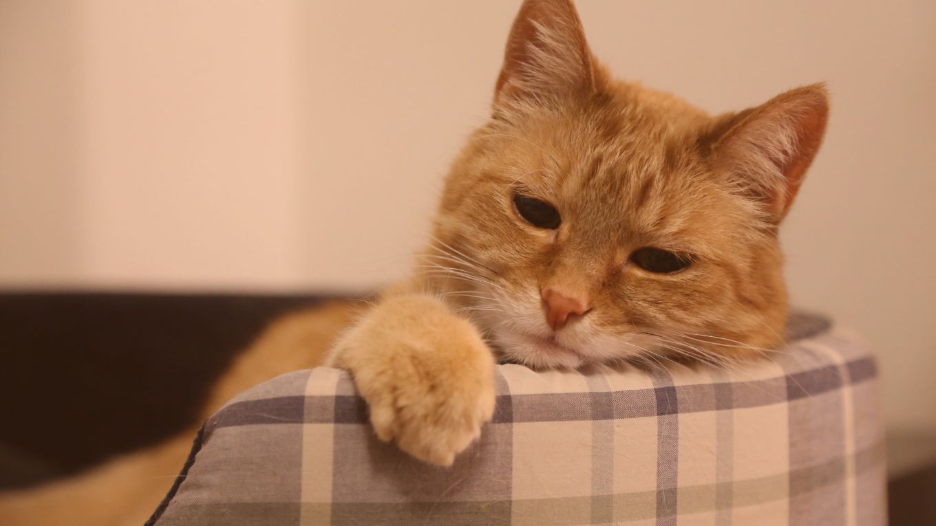 Cat Image