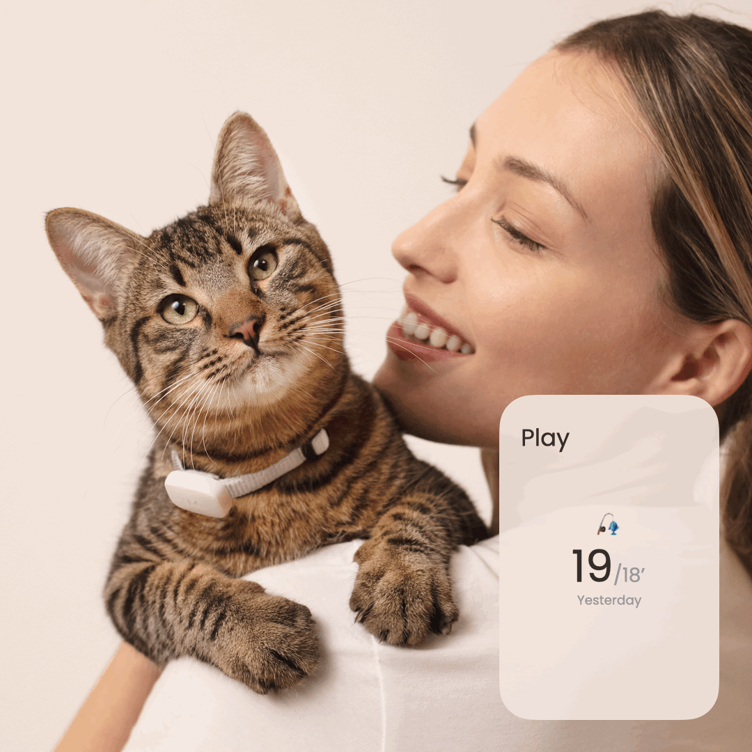 cat wearing moggie wearable health tracker plus animation showing activity